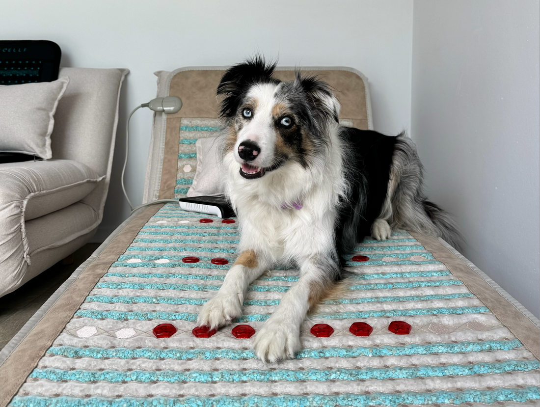 Skye on Deluxe PEMF Mat for pets